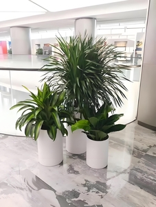 镇海绿化修剪哪家堪称一绝？这家等你来瞧！